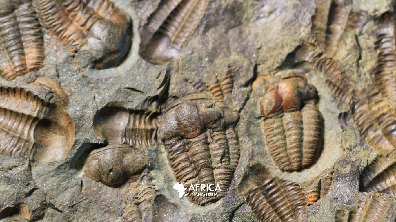 Fosseis Surpreendentes O Legado dos Hominideos Africanos